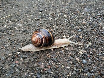 High angle view of snail on road