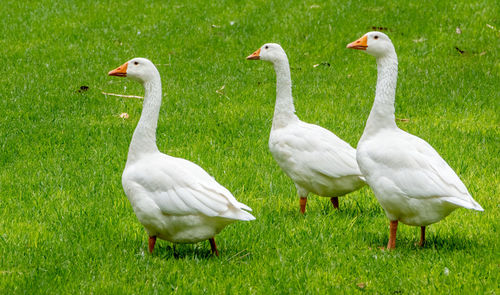 White geese on grass