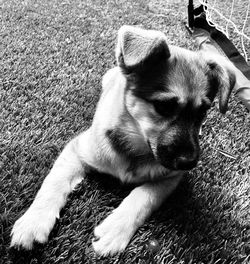 High angle view of puppy resting on field