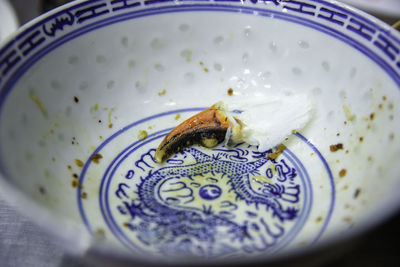 High angle view of insect in plate