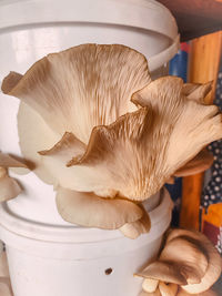 Oyster mushrooms grown from buckets