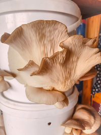 Close-up of a mushrooms