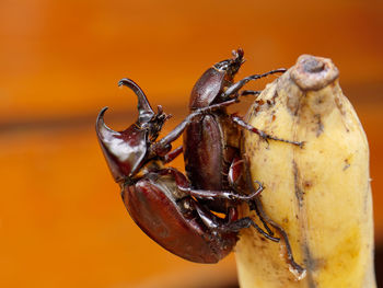 Close-up of insect on orange background