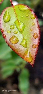 Close-up of wet leaves on plant during autumn