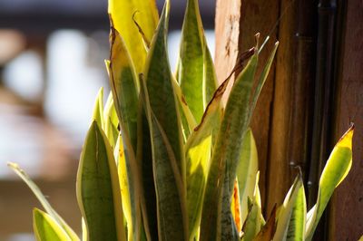 Close-up of yellow leaf on plant