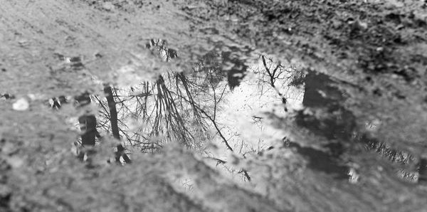 Close-up of lizard on tree against sky