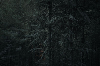 Full frame shot of trees in forest