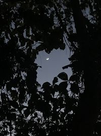 Low angle view of silhouette trees against sky at night