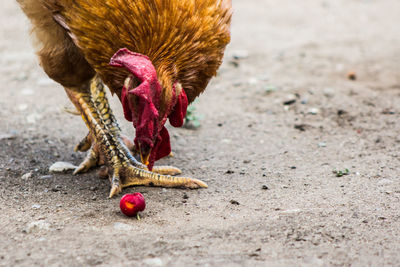 Close-up of rooster