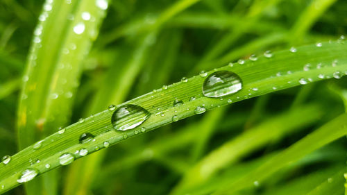 Drops of moisture on the color green