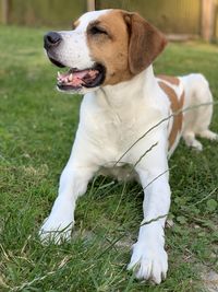 Dog looking away while sitting on field