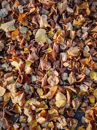 High angle view of maple leaves on field