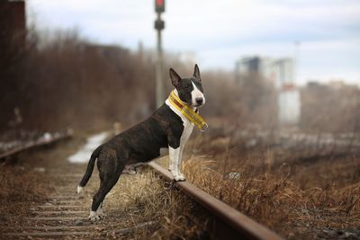 Side view of dog looking away on field