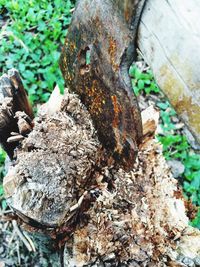 Close-up of tree trunk