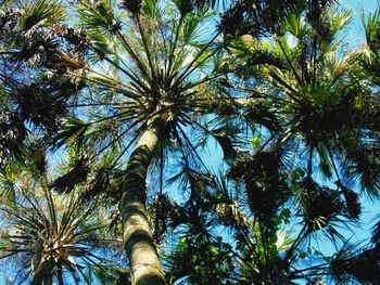 Low angle view of palm trees