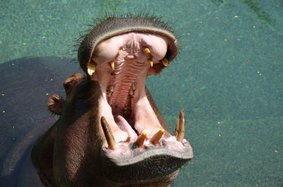 Hippopotamus in the water in fuerteventura zoo, spain