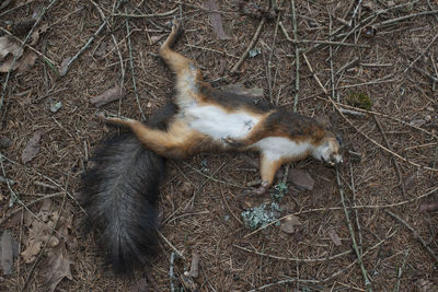 High angle view of a cat on field