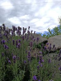 Purple flowering plants on field against sky