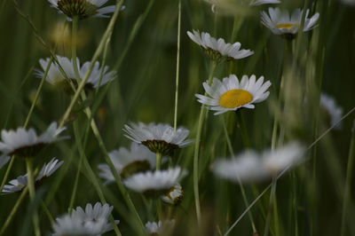 Close-up of white flowering plants