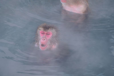 Monkey swimming in lake