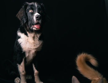 Close-up portrait of a dog over black background