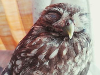 Close-up portrait of owl