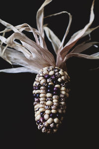 Close-up of dried plant against black background