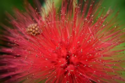 Extreme close-up of fresh flower