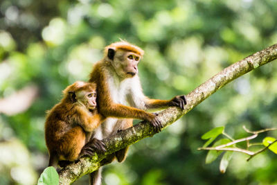 Monkeys sitting on tree