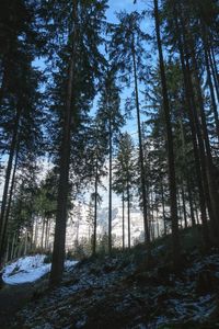 Low angle view of trees in forest