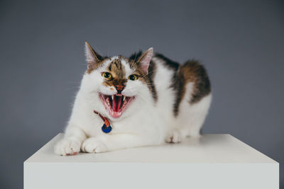 Close-up of cat on cube against gray background