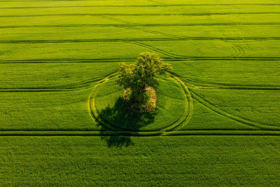 Scenic view of agricultural field