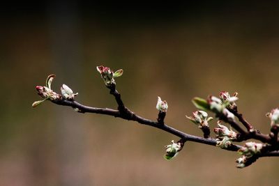 Close-up of cherry blossoms on branch