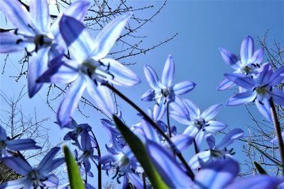 Close-up of purple flowering plant against sky