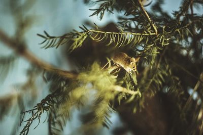 Mouse  camoflaged in pine tree