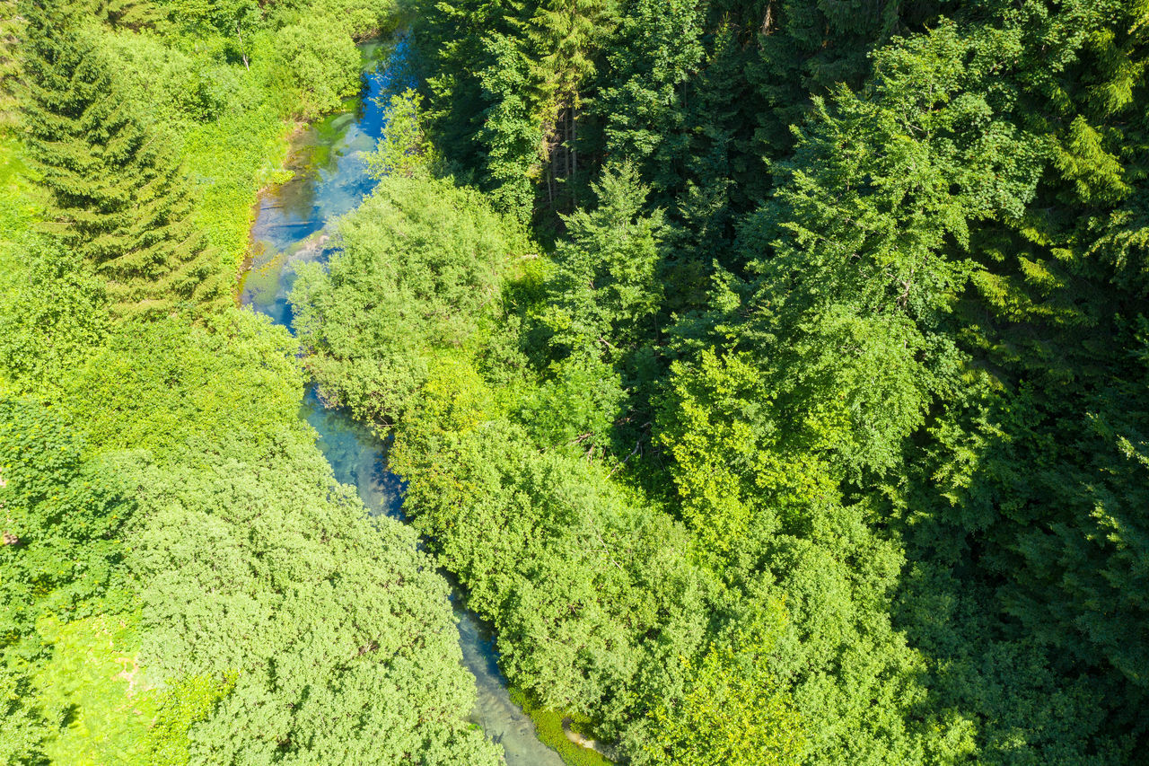 HIGH ANGLE VIEW OF MAN WALKING AMIDST TREES