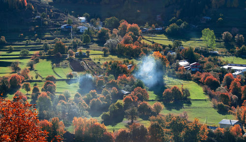 High angle view of trees by plants