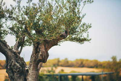 Close-up of tree against sky
