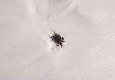 Close-up of insect on sand