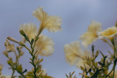 Close-up of yellow flowering plant against sky