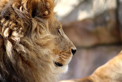 Close-up of a lion looking away