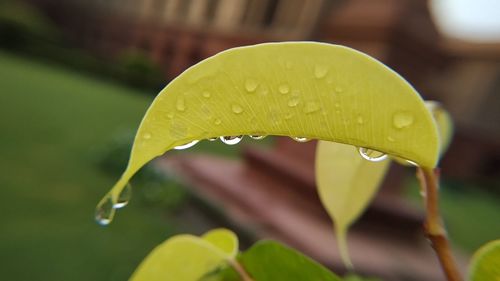 Close-up of raindrops on leaf