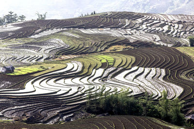 Scenic view of agricultural field