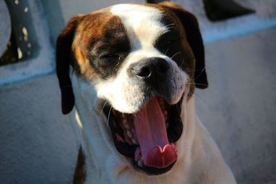 Close-up portrait of dog