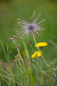 Close-up of dandelion flower on field