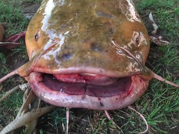 Close-up of fish in water