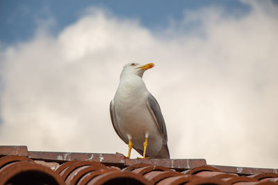 Low angle view of seagull perching on roof