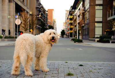 Full length portrait of doodle standing on city street