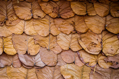 Full frame shot of dry leaves