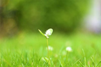 Close-up of white flower on grass